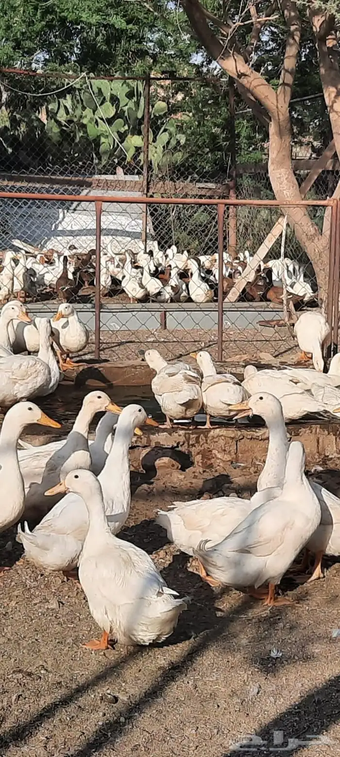 مزرعة للطيور ( حمام - بط - أرانب ) بيع كامل الكمية 9