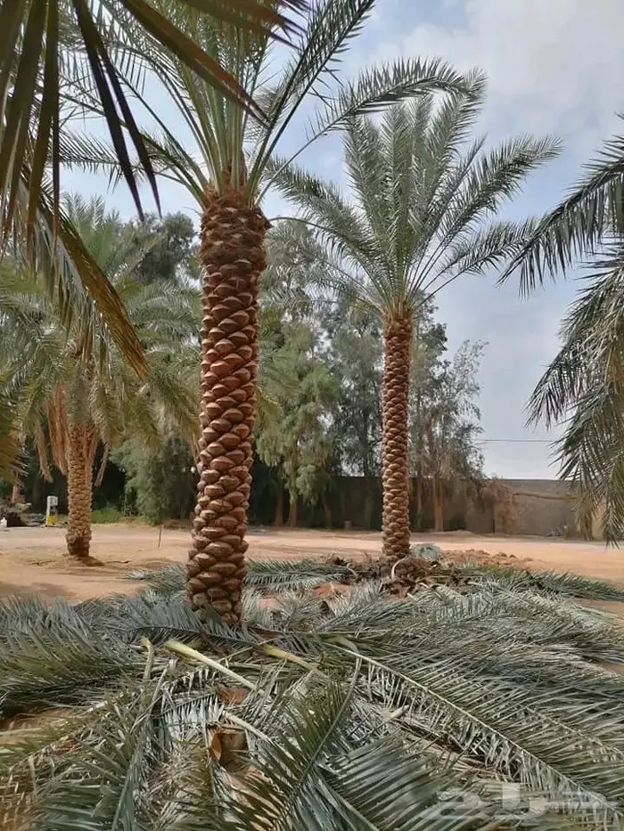 نخل واشنطني زينه توريد وزراعة 19