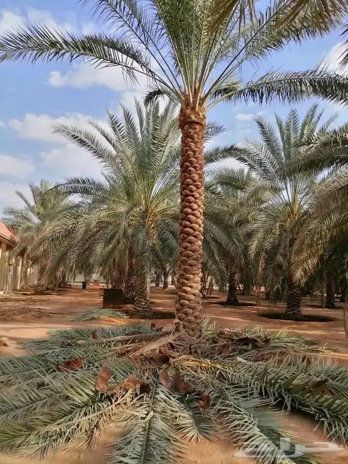 نخل واشنطني زينه توريد وزراعة 20