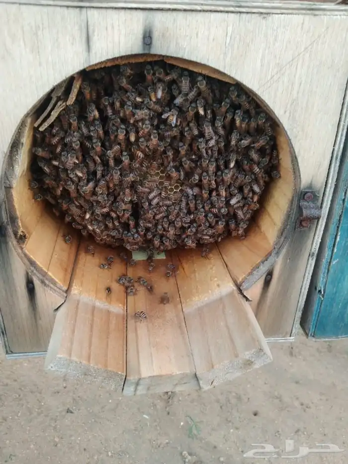 للبيع نحل بلدي على الشرط قوي جدا  مافيه العود الضعيف 1