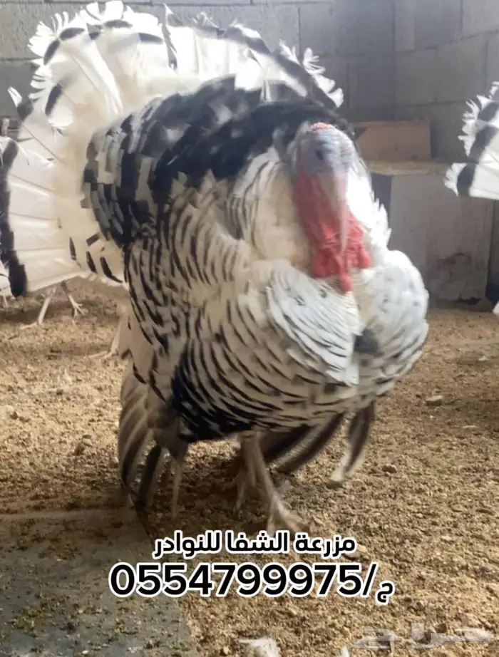 بيض رومي مخصب سلالة Royal palm 1