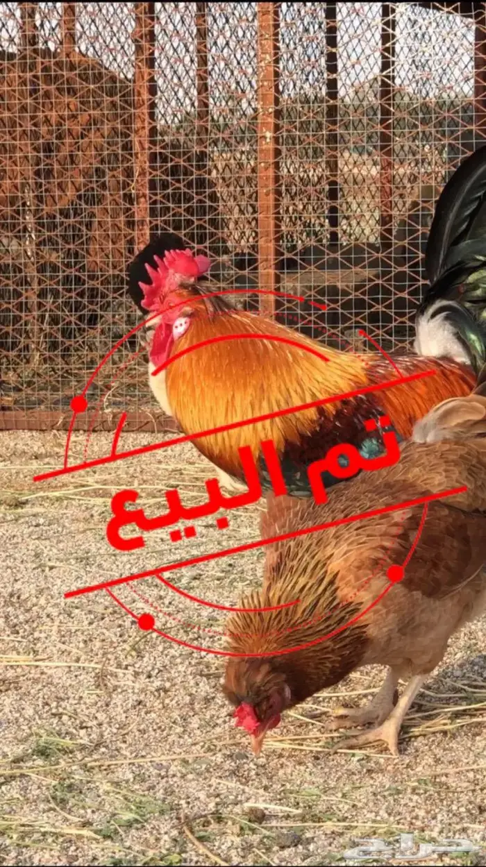 ديك افرق عربي 0