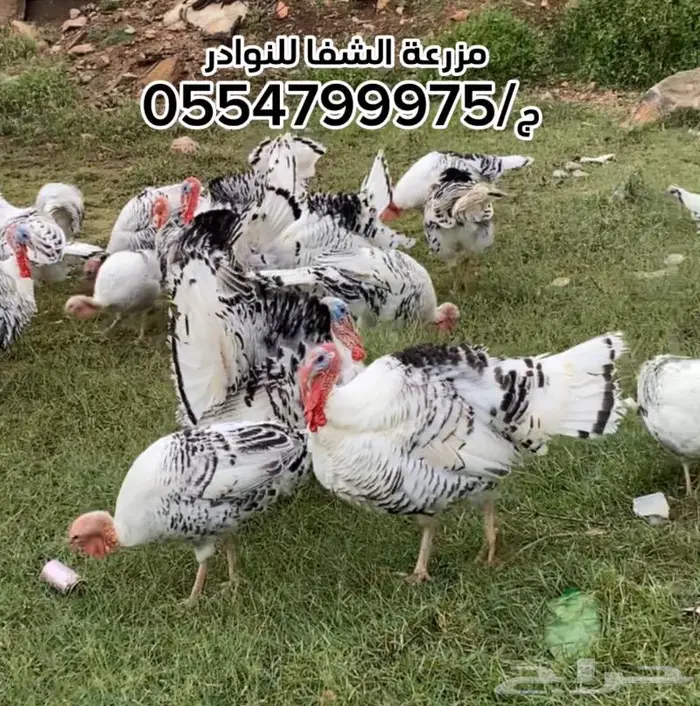 بيض رومي مخصب سلالة Royal palm 0