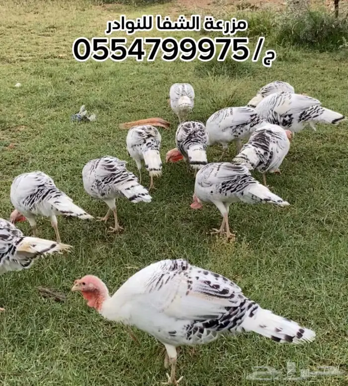 بيض رومي مخصب سلالة Royal palm 3