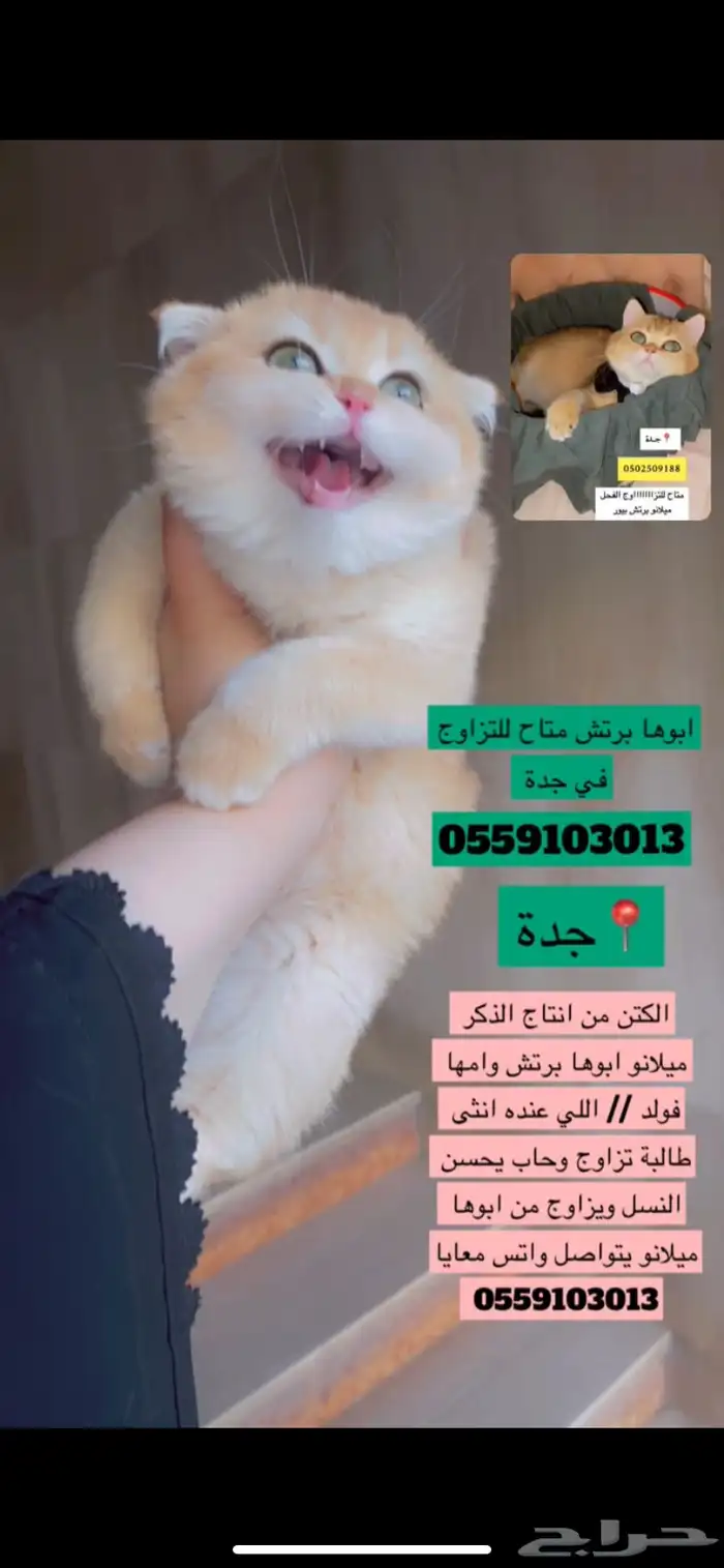 قط ذكر طالب تزاوج برتش للتزاوج   الكتنز من انتاج الذكر 4