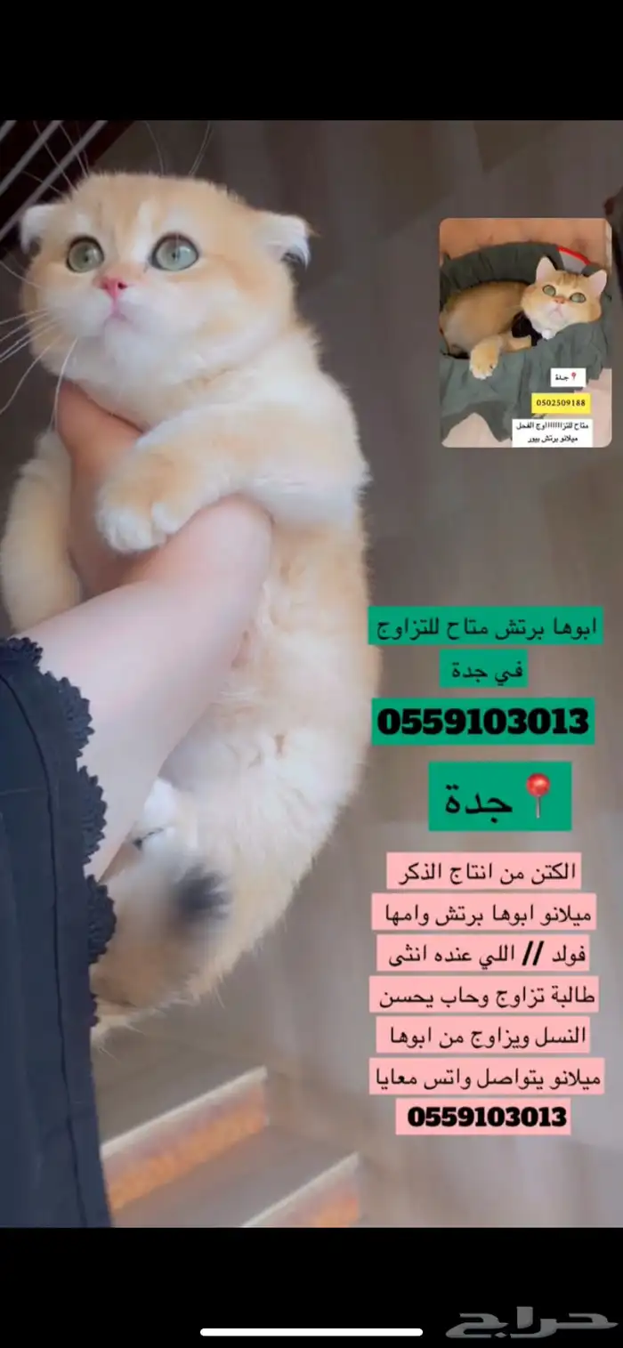 قط ذكر طالب تزاوج برتش للتزاوج   الكتنز من انتاج الذكر 2