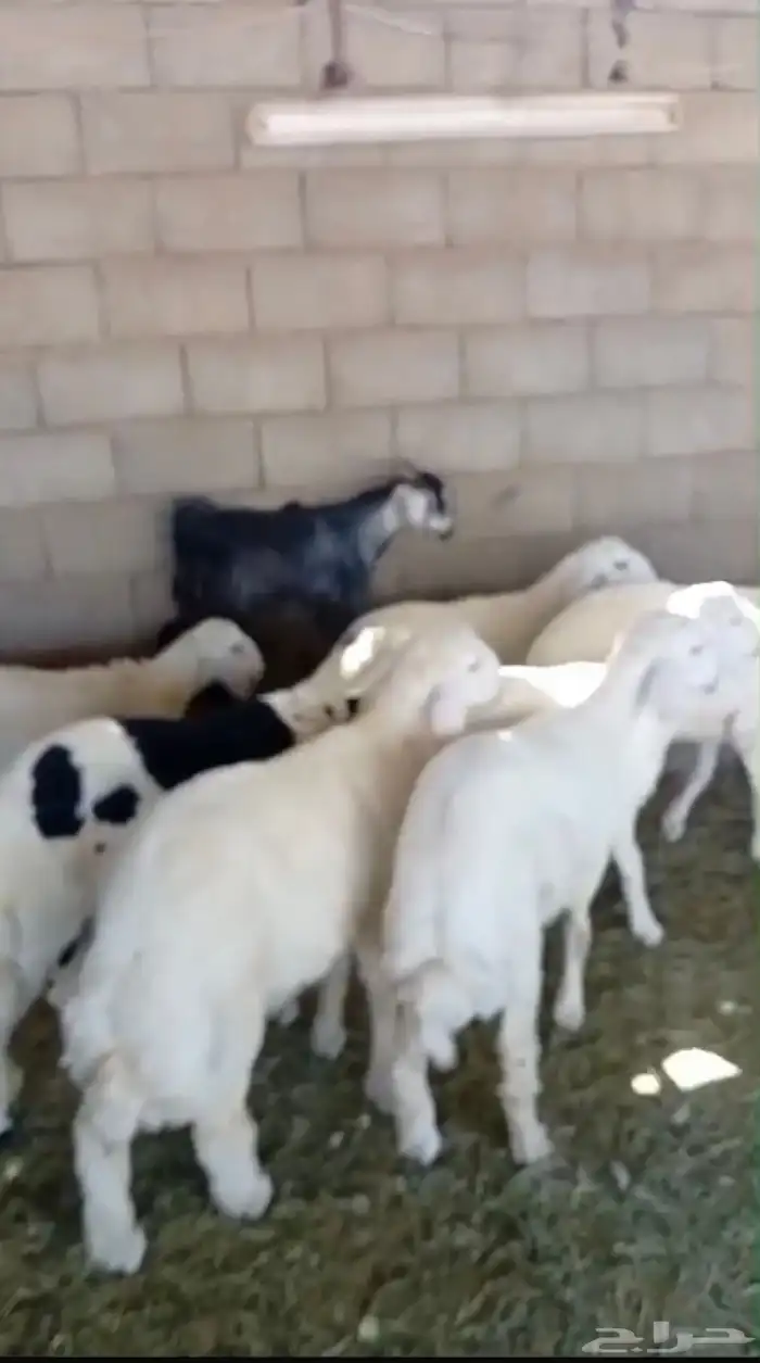 طليان ا حريه وسواكن تربيه يتوفر اقساط 4