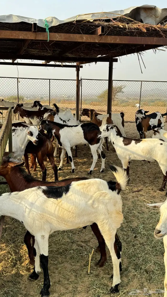 ذبايح مناسبات تيوس 1