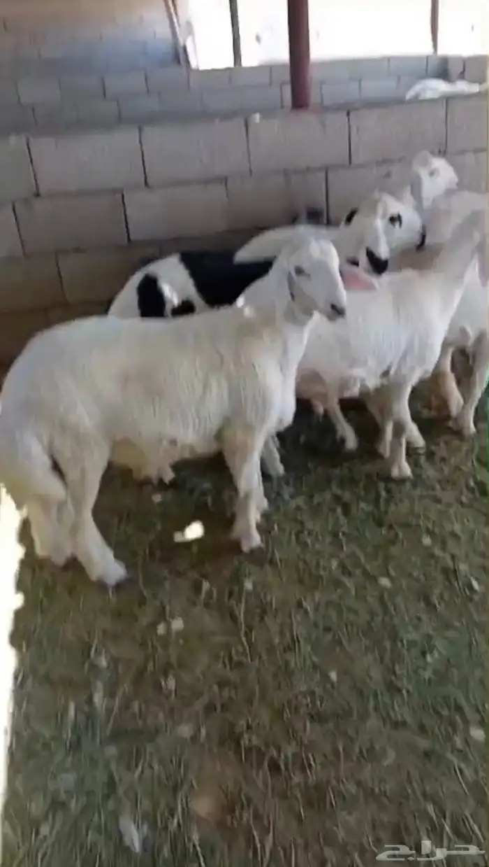 طليان ا حريه وسواكن تربيه يتوفر اقساط 11