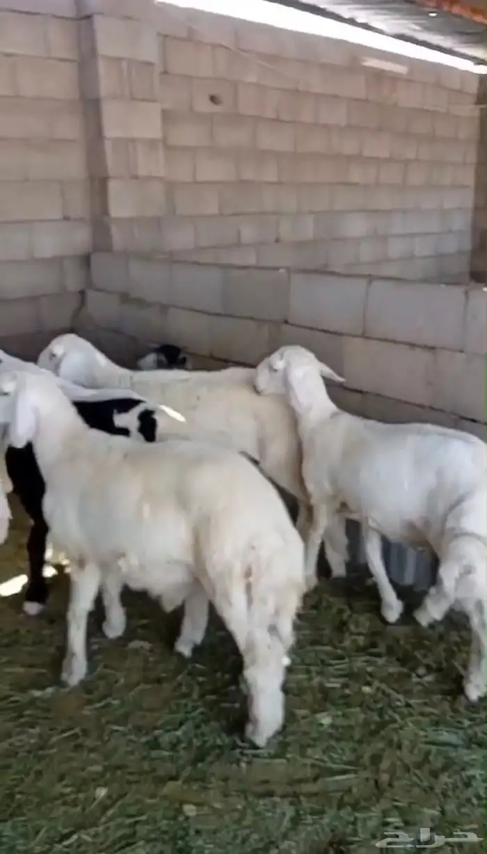 طليان ا حريه وسواكن تربيه يتوفر اقساط 10