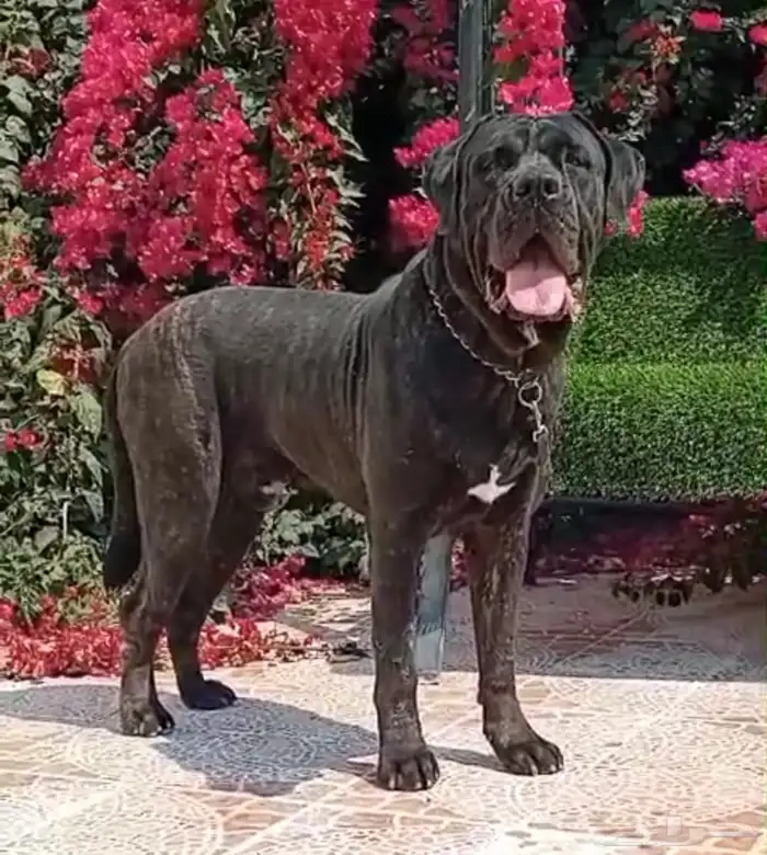 مدرب كلاب بالمنزل 10