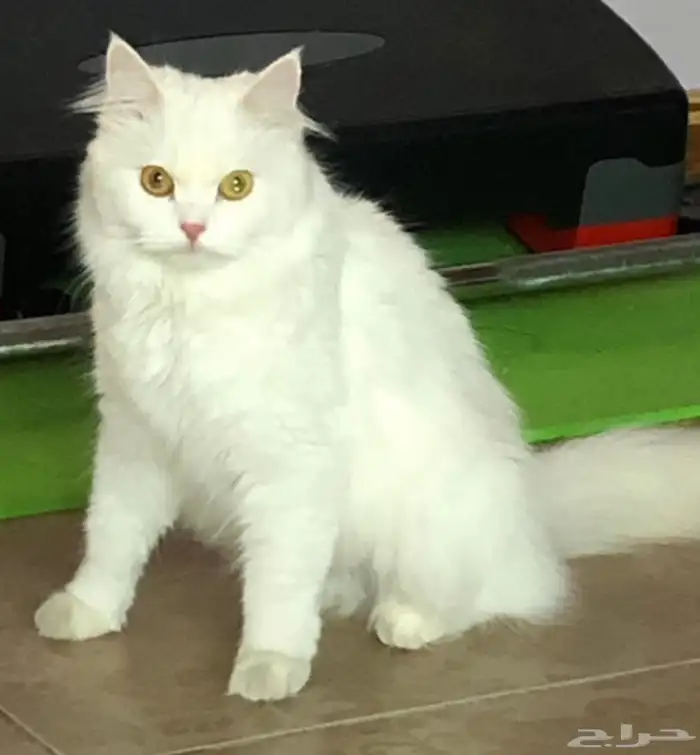 قطط الاحساء 0