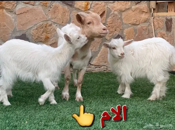 ماعز قزم امهات الماعز القزم للانتاج والتكاثر صنف دفيع 3