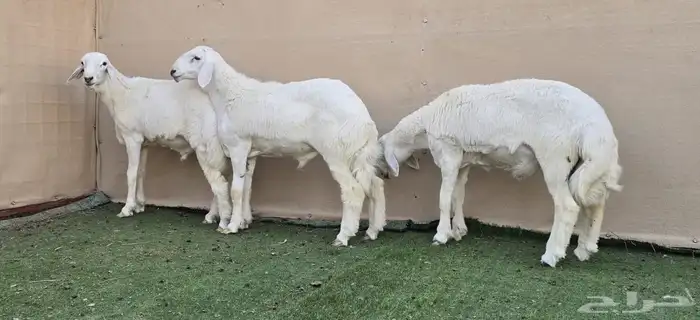 طليان حري فاخره ((تم البيع)) 0