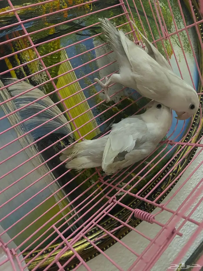 جوز روز تم  البيع 9