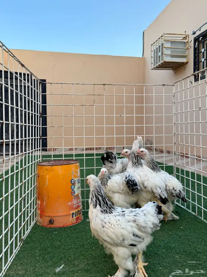 دجاج براهما مستويات تم للبيع 6
