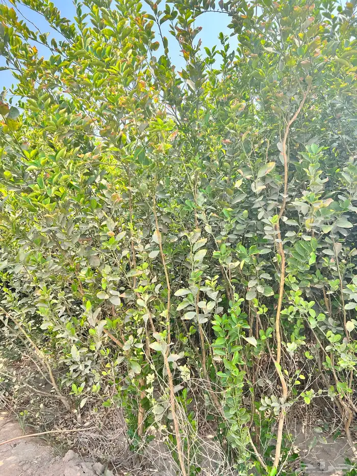 أشجار سماكات 1بوصة -3بوصه كميات فقط 0
