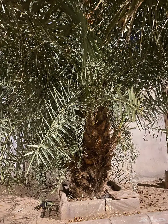 نخل للبيع 1