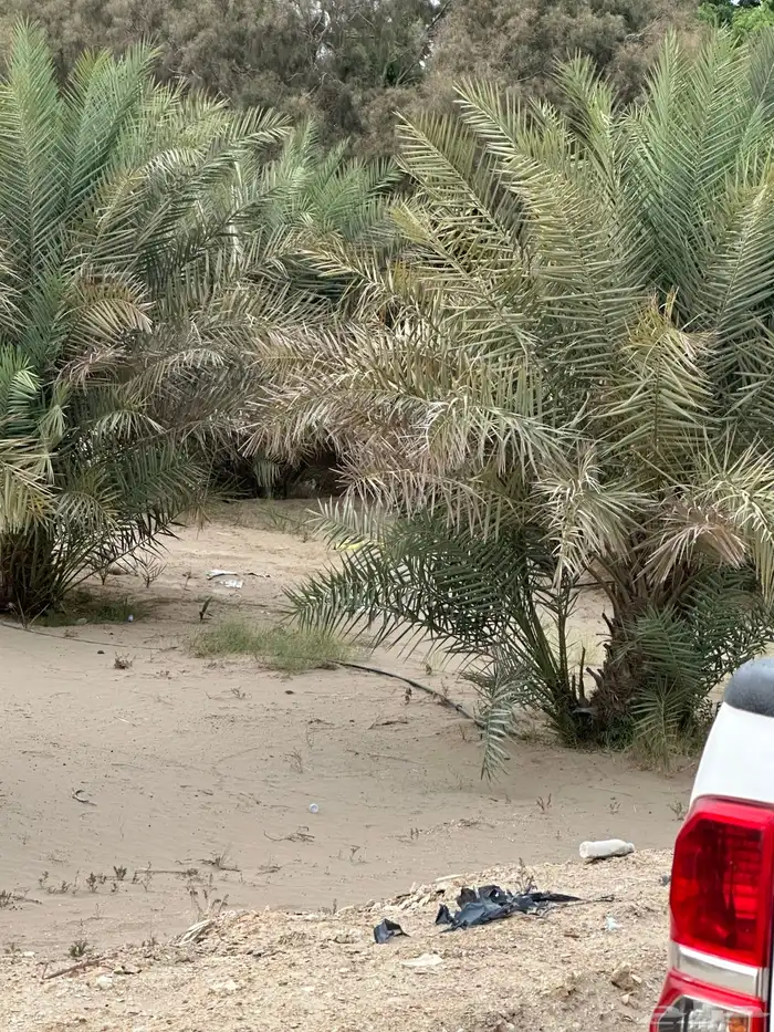 فرصة للاستثمار الواعد ارض زراعية كبيرة بمحافظة القنفذة 1