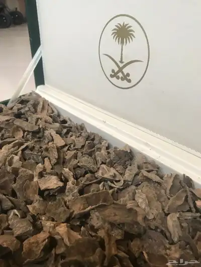 زوايا فيتنامي عود طبيعي عود الجيل القديم 0