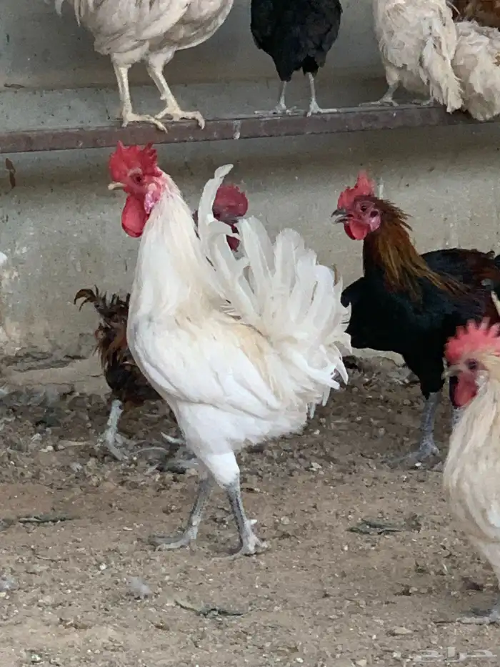 دجاج و ديوك للبيع 3