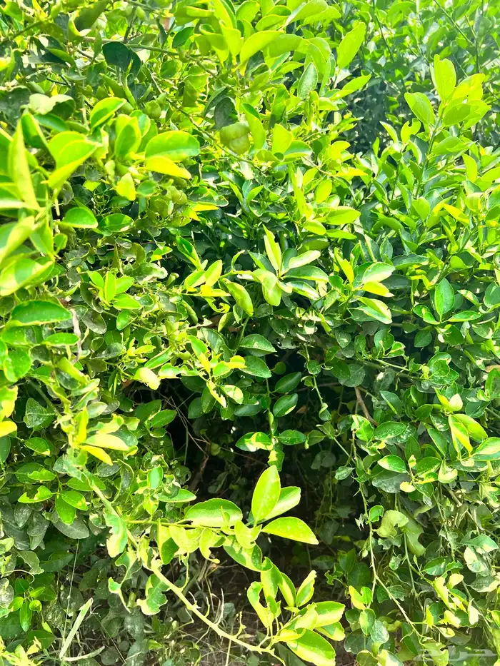أشجار سماكات 1بوصة -3بوصه كميات فقط 4