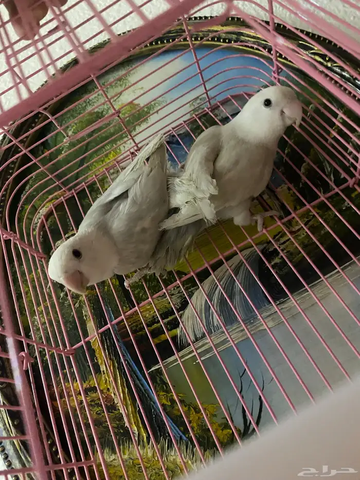 جوز روز تم  البيع 0