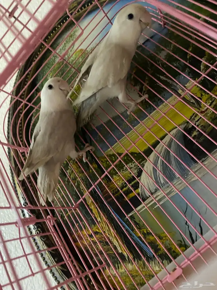 جوز روز تم  البيع 10