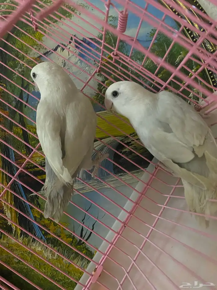 جوز روز تم  البيع 3