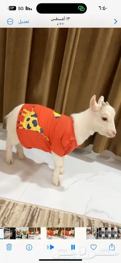 ماعز قزم عمر سنه ونص تقريبا 1