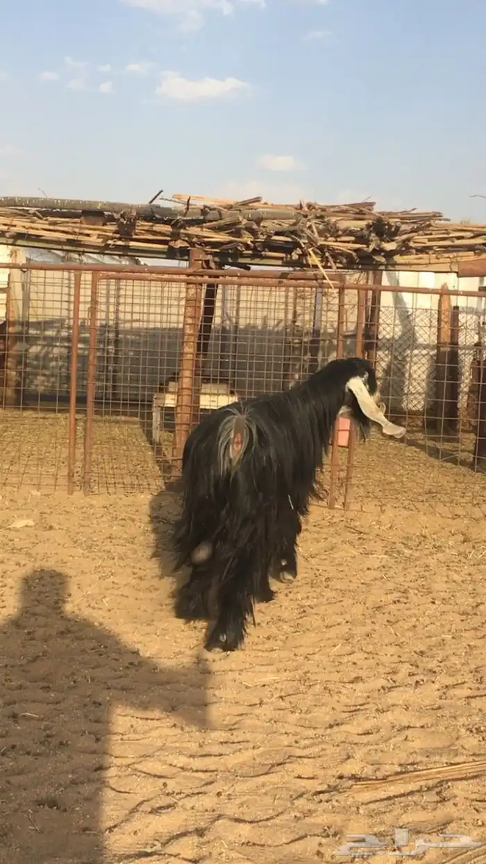 (. تم البيع. ))) 13