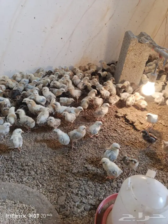 منتجات دجاج بلدي وفيومي. صوص و بيض للأكل والتفقيس 2