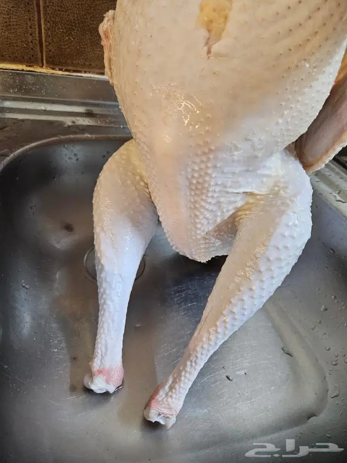 نصف ديك رومي وديك كامل 0