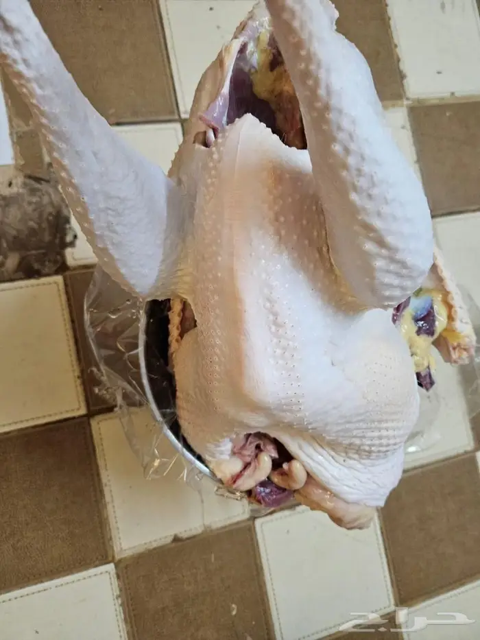 نصف ديك رومي وديك كامل 1