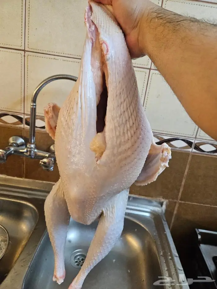 نصف ديك رومي وديك كامل 3