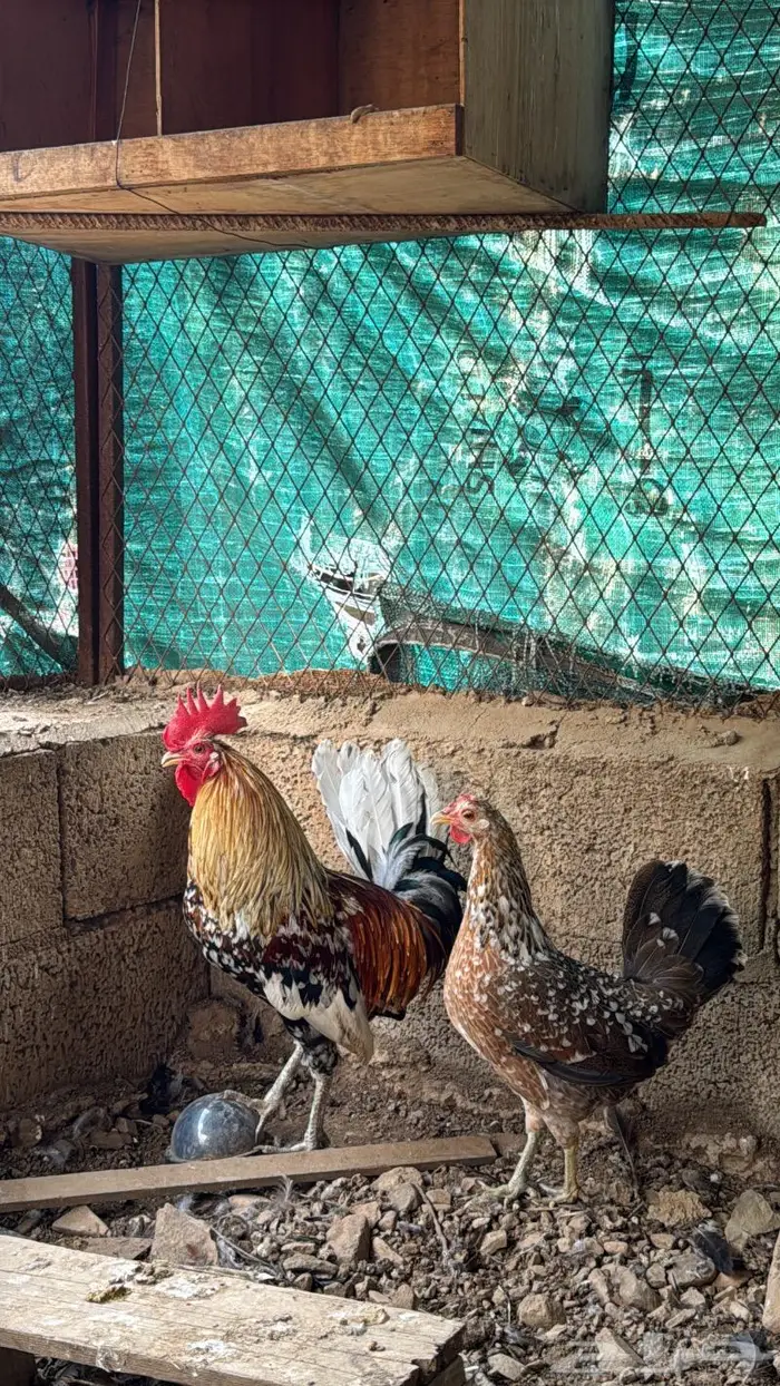 دجاج عربي ماكنتوش اصيل 1