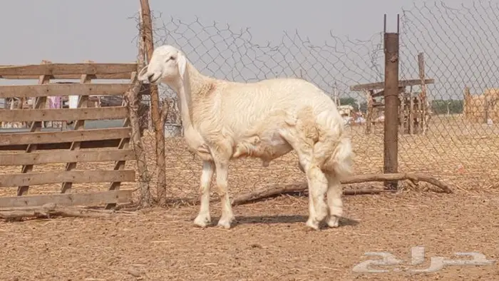 فحل مشروط صغير سن تم بيعه 0
