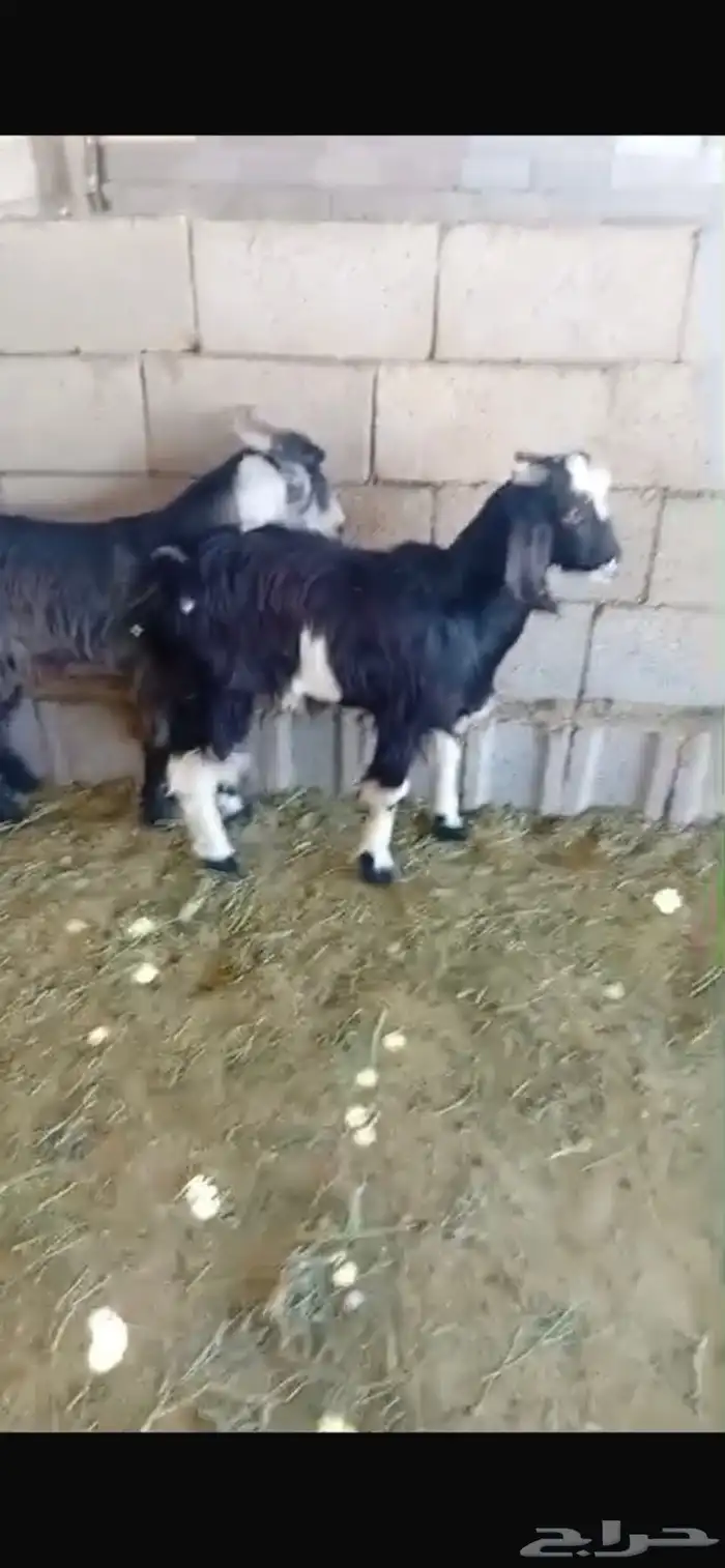 طليان ذبائح اقساط على تابي وتمارا 4