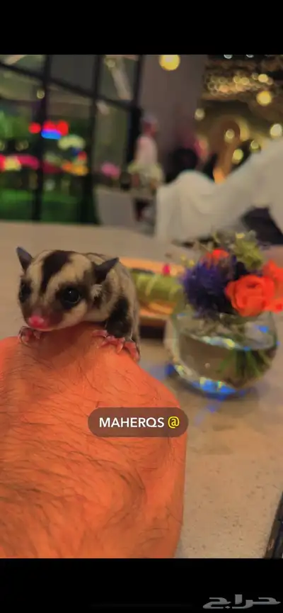 السنجاب الطائر. شوقر قلايدر 1