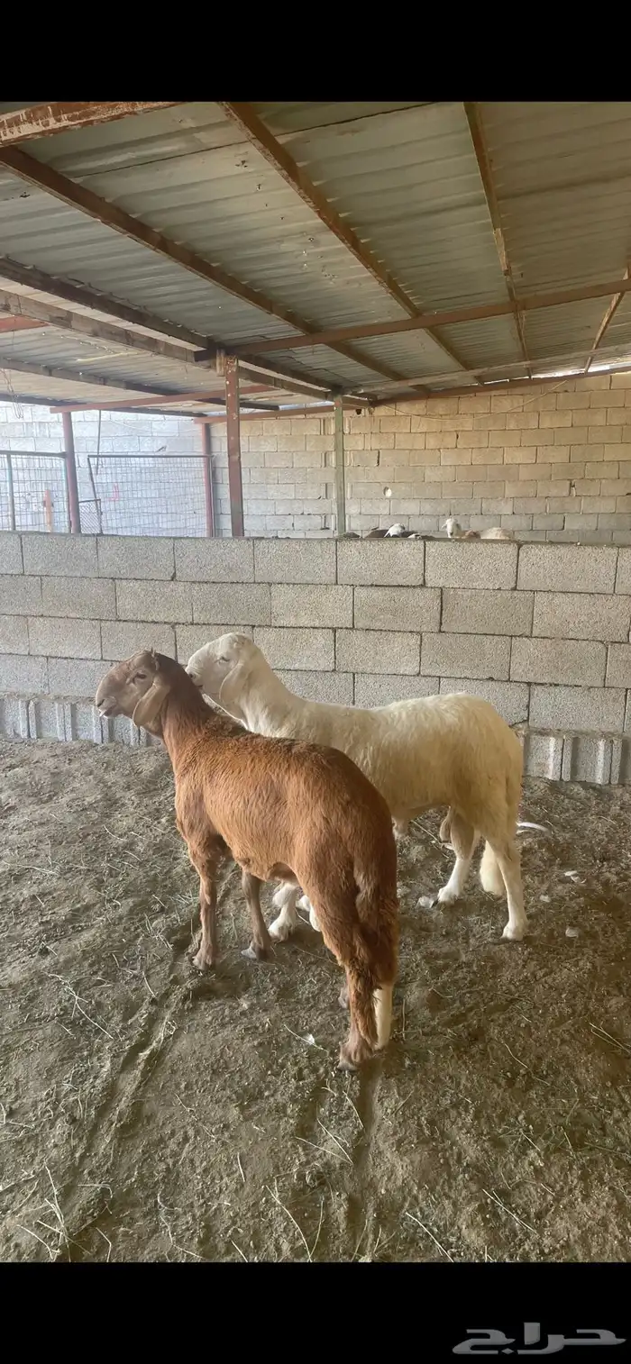 طليان ا حريه وسواكن تربيه يتوفر اقساط 6