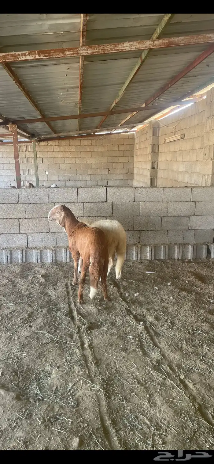 طليان ذبائح اقساط على تابي وتمارا 7