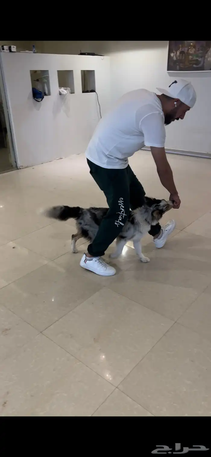 مدرب كلاب بالمنزل 4