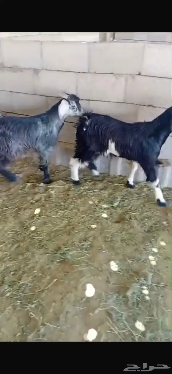 طليان ذبائح اقساط على تابي وتمارا 5