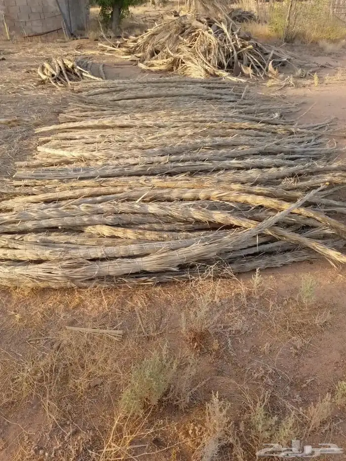سعف عسيب جريد رولات مطوي وملفوف 0