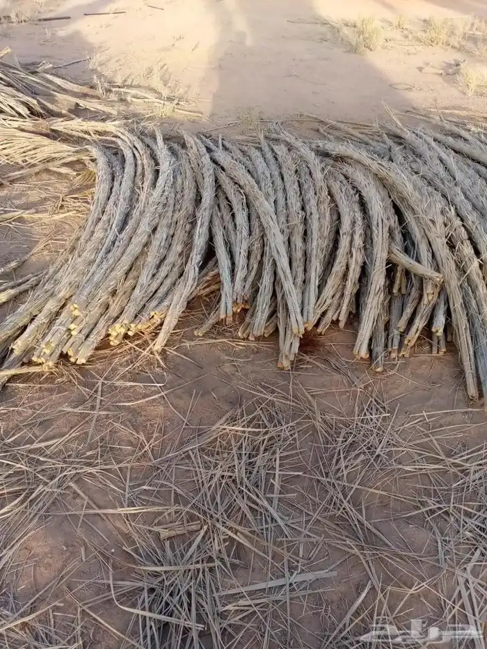سعف عسيب جريد رولات مطوي وملفوف 1