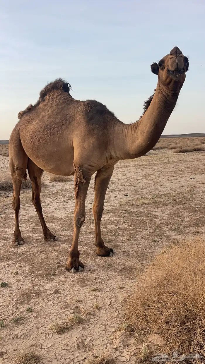 بكره لقيه جدها عرنون 0
