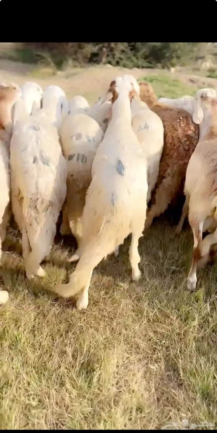 سواكن تربية العدد 20 جذعان شحم شرط حلال مرعى شرط الصحة 1