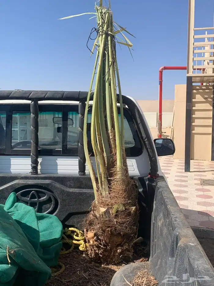 هلاليه متواجده بحايل 0