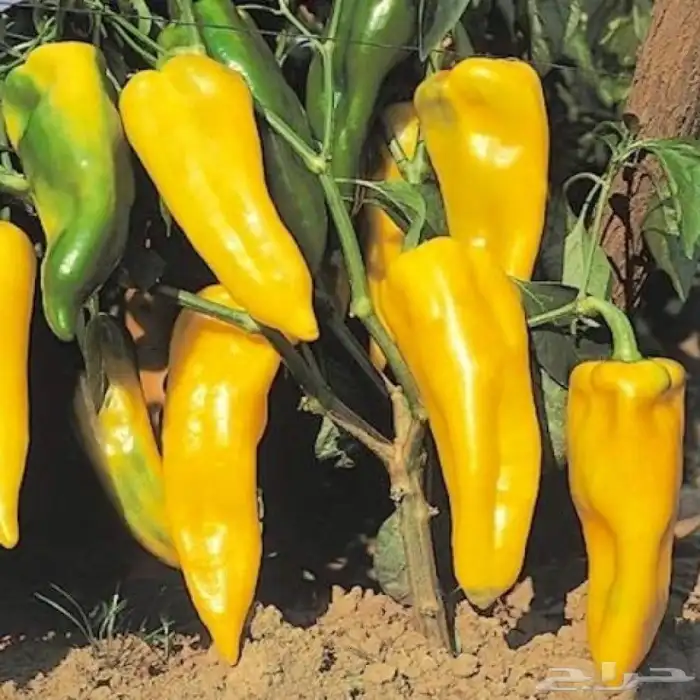 فلفل (ماركوني الاصفر) 2