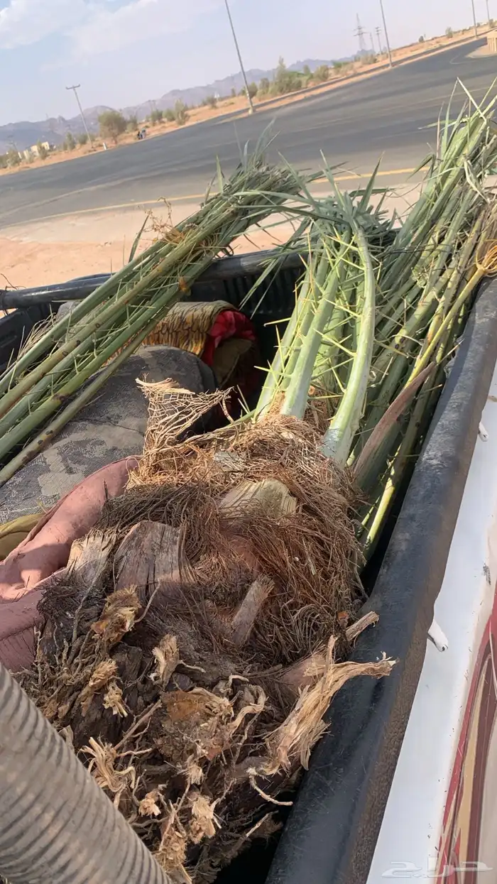 خلاص هلالي شيشي 1